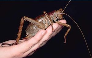 World's biggest insect...Meet the real life Bugs Bunny - a huge insect that eats carrots. Former park ranger discovered the giant weta up a tree and his find has now been declared the world's biggest insect...Mark Moffett found the cricket-like creature, which weighs a staggering 71 grams, after two days of searching on a tiny island...The creepy crawly, with a wing span of over seven inches, is only found on Little Barrier Island, in New Zealand. SEE OUR COPY FOR DETAILS...Please byline: Mark Moffett/Minden/Solent.. Mark Moffett/Minden Pictures/Solent News.UK +44 (0) 2380 458800.